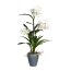 Kunstpflanze Dendrobie, Farbe weiß, inkl. Keramikvase, Höhe ca. 70 cm