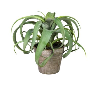 Kunstpflanze Tillandsia Xerographica, Farbe grün,...