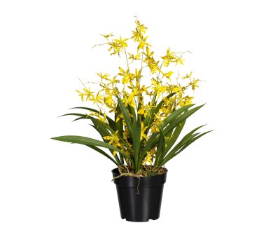 Kunstpflanze Orchideen-Bambus-Arrangement, grün, inklusive Zementtopf, Höhe  ca. 60 cm online kaufen