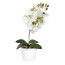 Kunstpflanze Phalaenopsis, 2er Set, Farbe weiß-grün, inkl. Keramiktopf, Höhe ca. 40 cm