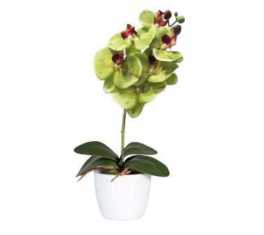 Kunstpflanze Phalaenopsis, 2er Set, Farbe grün,...