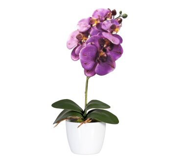 Kunstpflanze Phalaenopsis, 2er Set, Farbe lila, inkl....