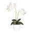 Kunstpflanze Phalaenopsis, 2er Set, Farbe weiß, inkl. Keramiktopf, Höhe ca. 50 cm