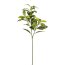 Kunstpflanze Lorbeerzweig, 2er Set, Farbe grün, Höhe ca. 65 cm