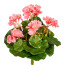Kunstpflanze Minigeranie, 3er Set, Farbe rosa, Höhe ca. 24 cm