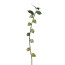 Kunstpflanze Physaliszweig, 3er Set, Farbe hellgrün, Höhe ca. 93 cm