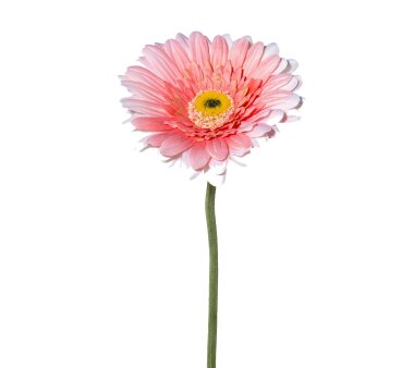 Kunstblume Gerbera, 7er Set, Farbe rosa, Höhe ca. 63 cm