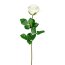 Kunstblume Gartenrose, 6er Set, Farbe creme, Höhe ca. 69 cm