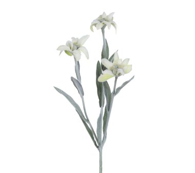 Kunstblume Edelweiss, 5er Set, Farbe weiß,...