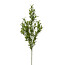 Kunstpflanze Ruscuszweig, 4er Set, Farbe grün, Höhe ca. 70 cm