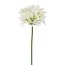 Kunstblume Agapanthus, 3er Set, Farbe weiß, Höhe ca. 81 cm