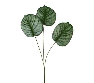 Kunstpflanze Calatheablatt, 5er Set, Farbe grün,...