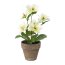 Kunstpflanze Christrose, Farbe weiß-grün, inkl. Topf, Höhe ca. 28 cm
