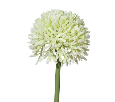 Kunstblume Allium, 12er Set, Farbe weiß, Höhe...