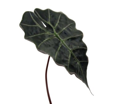Kunstpflanze Alocasiablatt, 3er Set, Farbe grün,...