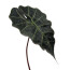 Kunstpflanze Alocasiablatt, 3er Set, Farbe grün, Höhe ca. 67 cm