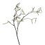 Kunstpflanze Birkenzweig, 4er Set, Farbe creme, Höhe ca. 53 cm