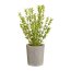 Kunstpflanze Thymian, Farbe grün, inkl. Zementtopf, Höhe ca. 35 cm