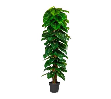 Kunstpflanze Anthurium mit Cocosstamm, Farbe grün,...