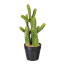 Kunstpflanze Kaktus Euphorbia, Farbe grün, inkl. Kunststofftopf, Höhe ca. 25 cm