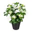 Kunstpflanze Azalee, 2er Set, Farbe weiß, inkl. Kunststofftopf, Höhe ca. 26 cm
