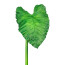 Kunstpflanze Callablatt, Farbe grün, Höhe ca. 105 cm