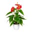 Kunstpflanze Anthurie, Farbe rot, inkl. Kunststofftopf, Höhe ca. 40 cm