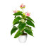 Kunstpflanze Anthurie, Farbe rosa, inkl. Kunststofftopf, Höhe ca. 40 cm