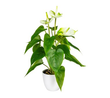 Kunstpflanze Anthurie, Farbe weiß-grün, inkl....