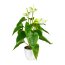 Kunstpflanze Anthurie, Farbe weiß-grün, inkl. Kunststofftopf, Höhe ca. 40 cm