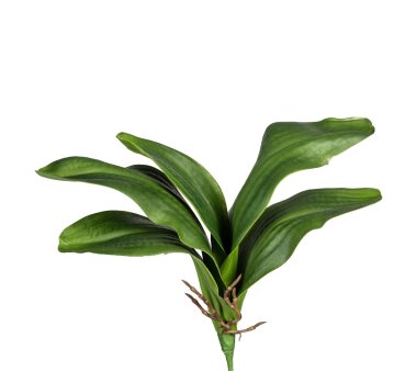 Kunstpflanze Orchideenlaub, 2er Set, Farbe grün,...