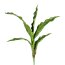 Kunstpflanze Cymbidienlaub gewellt, 2er Set, Farbe grün, Höhe ca. 55 cm