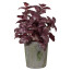 Kunstpflanze Basilikumbusch, Farbe burgund, inkl. Zementtopf, Höhe ca. 23 cm