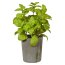Kunstpflanze Basilikumbusch, Farbe grün, inkl. Zementtopf, Höhe ca. 23 cm