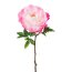Kunstblume Peonie, 2er Set, rosa, Höhe ca. 66 cm