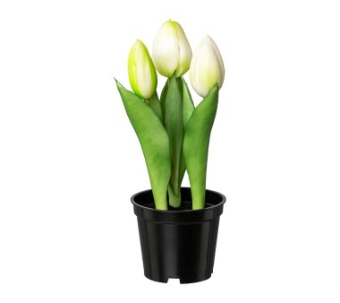 Kunstpflanze Tulpen, 3er Set, weiß, inklusive Topf,...