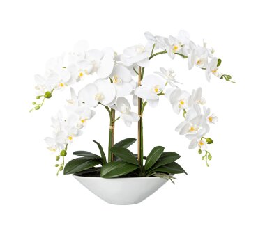 Kunstpflanze Phalaenopsis (Orchidee) weiß, inklusive Keramik-Topf, Höhe ca. 60  cm online kaufen