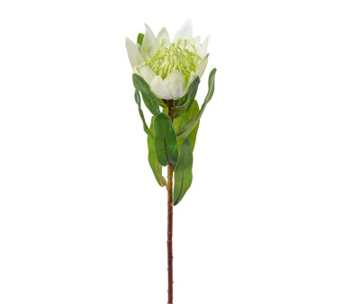 Kunstblume Protea, 3er Set, weiß, Höhe ca. 48 cm