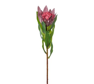 Kunstblume Protea, 3er Set, lila, Höhe ca. 48 cm
