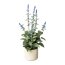Kunstpflanze Salvie, blau, inklusive Zementtopf, Höhe ca. 45 cm