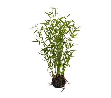 Kunstpflanze Bambus Miniblatt, grün, im Moosballen,...