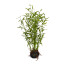 Kunstpflanze Bambus Miniblatt, grün, im Moosballen, Höhe ca. 42 cm