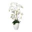 Kunstpflanze Phalaenopsis (Orchidee) weiß, inklusive Keramik-Topf, Höhe ca. 110 cm