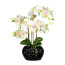 Kunstpflanze Phalaenopsis, creme / grün, inklusive Keramik-Vase, Höhe ca. 55 cm