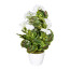 Kunstpflanze Geranienbusch, weiß, Inklusive Keramik-Topf, Höhe ca. 40 cm