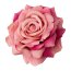Kunstblume Rose mit Clip, 6er Set, altrosa, 8,5x10,5 cm