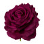 Kunstblume Rose mit Clip, 6er Set, purple, 8,5x10,5 cm