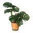 Kunstpflanze Splitphilodendron, grün, inklusive Paperpot, Höhe ca. 45 cm