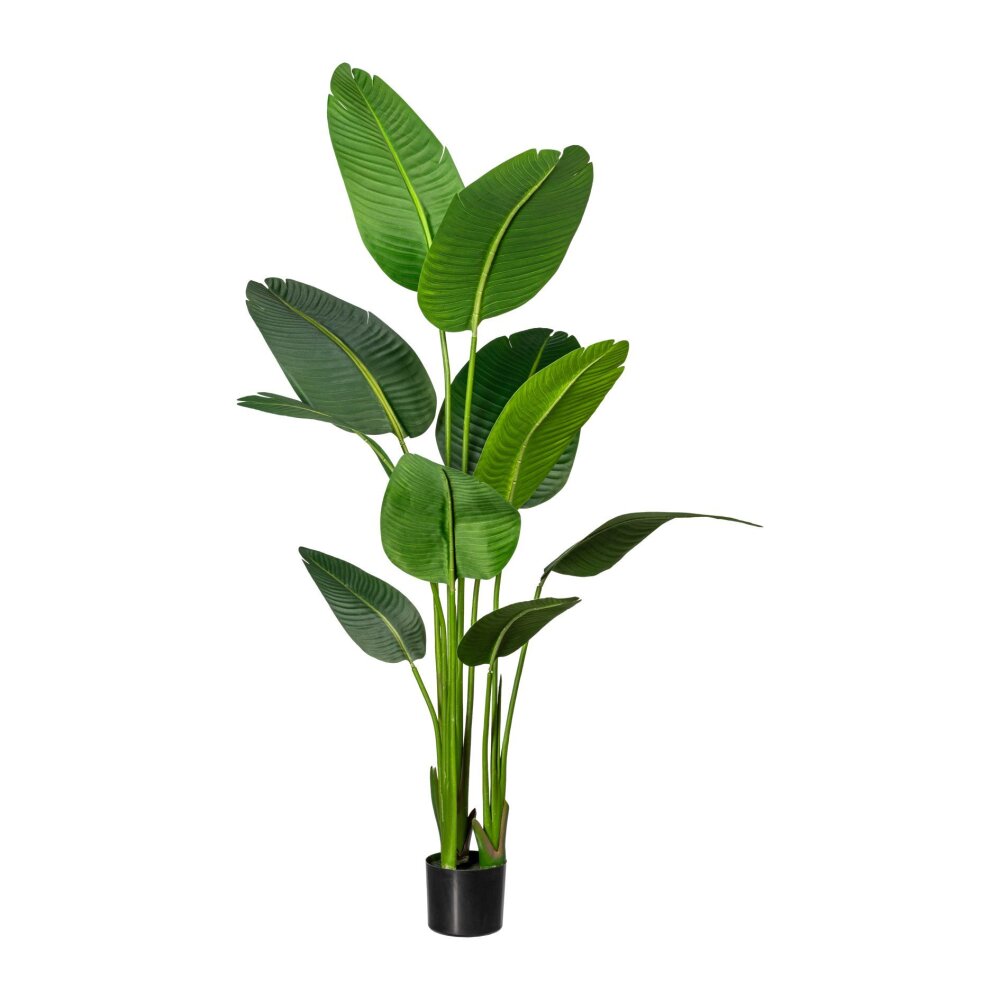 Kunstpflanze Strelizia Nicolai, grün, inklusive Kunststoff-Topf, Höhe ca.  160 cm online kaufen
