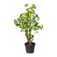 Künstliche Pileapflanze, grün, inklusive Kunststoff-Topf, Höhe ca. 77 cm